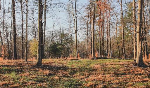 Photo #54 of 42 SHADWELL RD, KESWICK, VA 42.1 acres