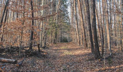 Photo #49 of 42 SHADWELL RD, KESWICK, VA 42.1 acres
