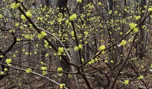 Photo #3 of tbd ROUND HILL SCHOOL RD, FORT DEFIANCE, VA 6.6 acres