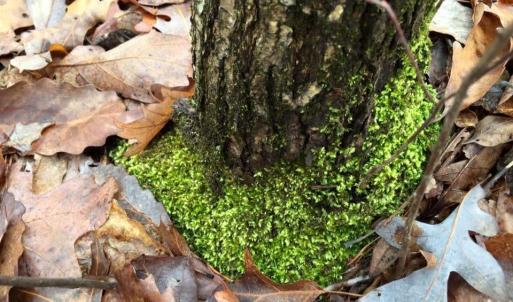 Photo #4 of tbd ROUND HILL SCHOOL RD, FORT DEFIANCE, VA 6.6 acres