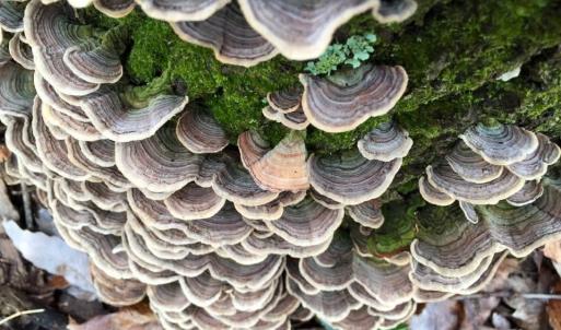 Photo #2 of tbd ROUND HILL SCHOOL RD, FORT DEFIANCE, VA 6.6 acres