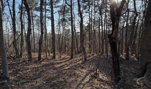 Photo #14 of OLD STONY RIDGE RD, AFTON, VA 12.5 acres