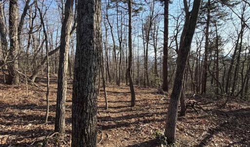 Photo #21 of OLD STONY RIDGE RD, AFTON, VA 12.5 acres