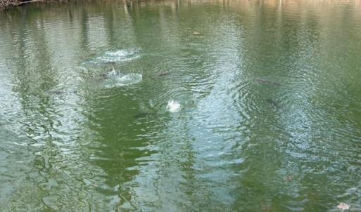 Photo #21 of 163 acres HOPKINS GAP RD, FULKS RUN, VA 163.7 acres