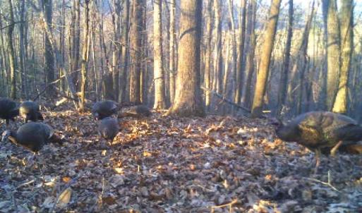 Photo #51 of 163 acres HOPKINS GAP RD, FULKS RUN, VA 163.7 acres