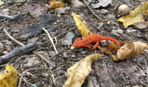 Photo #61 of 163 acres HOPKINS GAP RD, FULKS RUN, VA 163.7 acres