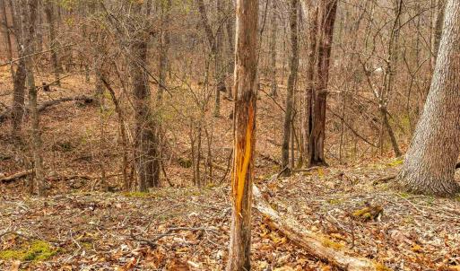 Photo #43 of 163 acres HOPKINS GAP RD, FULKS RUN, VA 163.7 acres