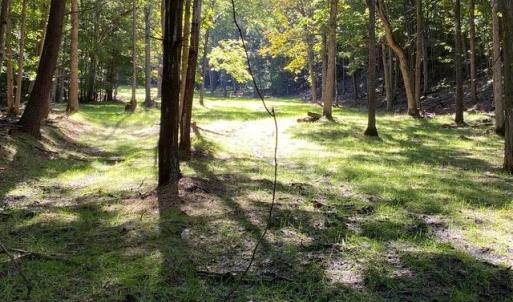 Photo #55 of 163 acres HOPKINS GAP RD, FULKS RUN, VA 163.7 acres