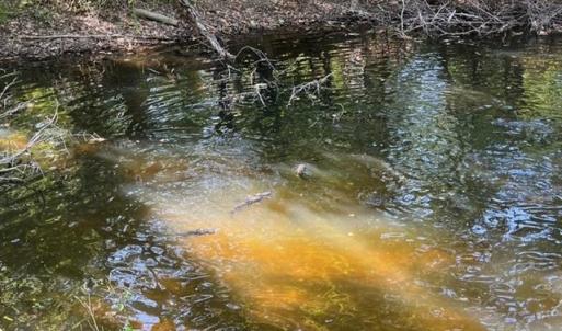 Photo #21 of 163 acres HOPKINS GAP RD, FULKS RUN, VA 163.7 acres