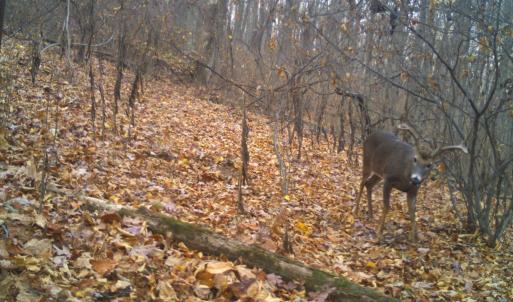 Photo #45 of 163 acres HOPKINS GAP RD, FULKS RUN, VA 163.7 acres