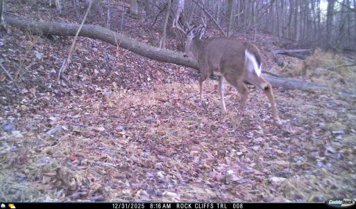 Photo #61 of Lot 1 HOPKINS GAP RD, FULKS RUN, VA 81.9 acres