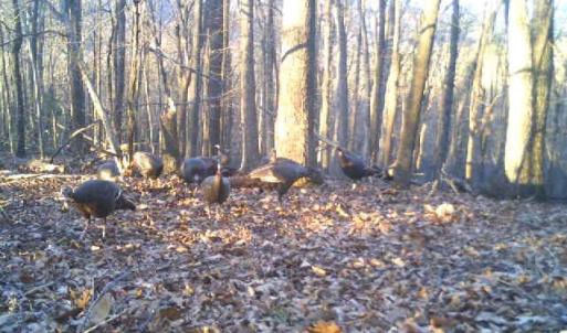 Photo #63 of Lot 1 HOPKINS GAP RD, FULKS RUN, VA 81.9 acres