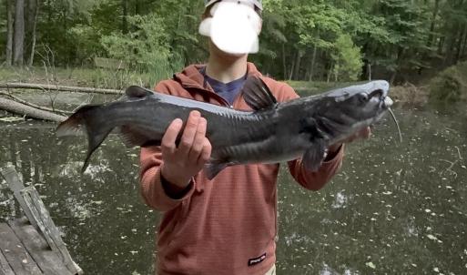 Photo #20 of Lot 1 HOPKINS GAP RD, FULKS RUN, VA 81.9 acres