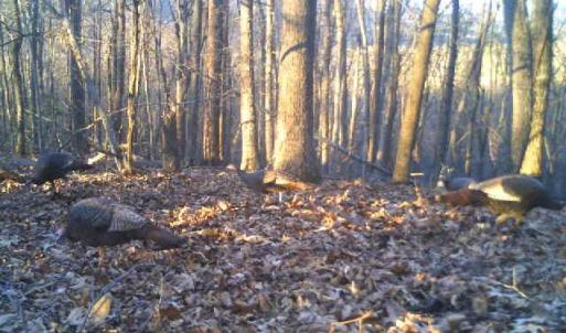 Photo #64 of Lot 1 HOPKINS GAP RD, FULKS RUN, VA 81.9 acres