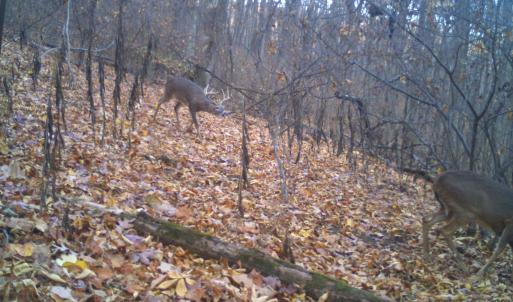 Photo #58 of Lot 1 HOPKINS GAP RD, FULKS RUN, VA 81.9 acres