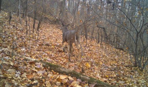 Photo #59 of Lot 1 HOPKINS GAP RD, FULKS RUN, VA 81.9 acres