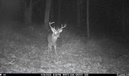 Photo #57 of Lot 1 HOPKINS GAP RD, FULKS RUN, VA 81.9 acres