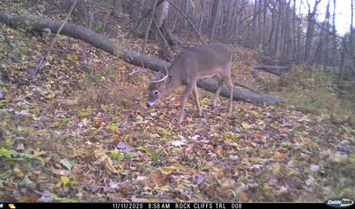 Photo #62 of Lot 1 HOPKINS GAP RD, FULKS RUN, VA 81.9 acres