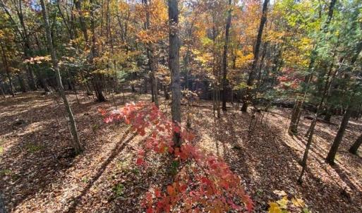 Photo #67 of Lot 1 HOPKINS GAP RD, FULKS RUN, VA 81.9 acres