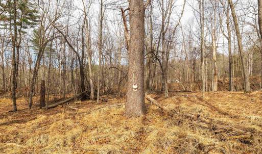 Photo #44 of 81.5 Acres HOPKINS GAP RD, FULKS RUN, VA 81.5 acres