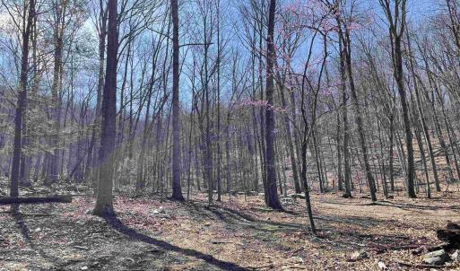 Photo #31 of 81.5 Acres HOPKINS GAP RD, FULKS RUN, VA 81.5 acres