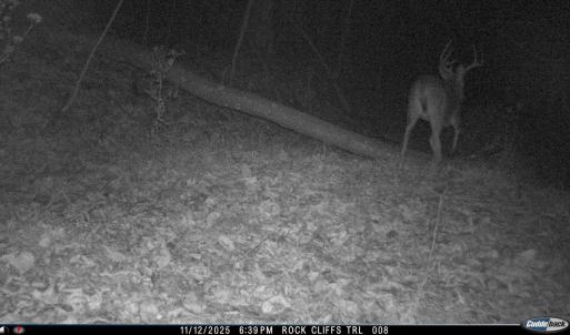 Photo #20 of 81.5 Acres HOPKINS GAP RD, FULKS RUN, VA 81.5 acres