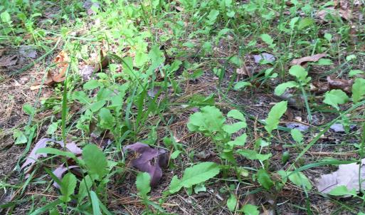 Photo #59 of 81.5 Acres HOPKINS GAP RD, FULKS RUN, VA 81.5 acres