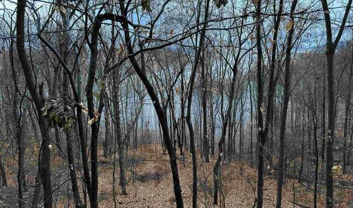 Photo #52 of 81.5 Acres HOPKINS GAP RD, FULKS RUN, VA 81.5 acres