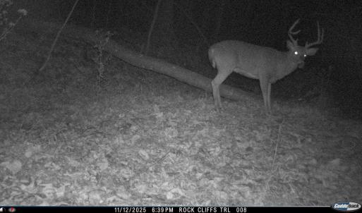 Photo #19 of 81.5 Acres HOPKINS GAP RD, FULKS RUN, VA 81.5 acres