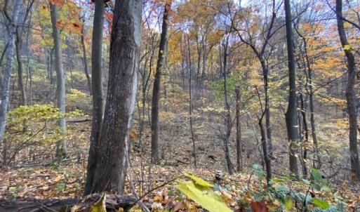 Photo #11 of 81.5 Acres HOPKINS GAP RD, FULKS RUN, VA 81.5 acres