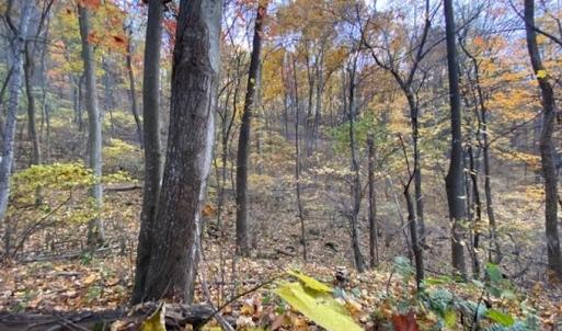 Photo #50 of 81.5 Acres HOPKINS GAP RD, FULKS RUN, VA 81.5 acres