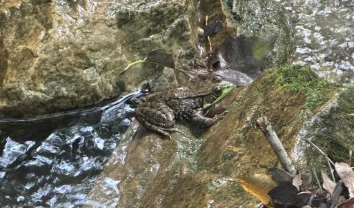 Photo #37 of 81.5 Acres HOPKINS GAP RD, FULKS RUN, VA 81.5 acres