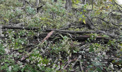 Photo #58 of 81.5 Acres HOPKINS GAP RD, FULKS RUN, VA 81.5 acres