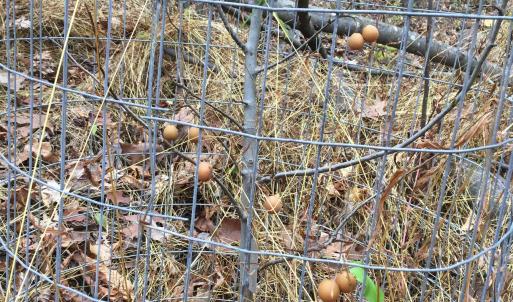 Photo #34 of 81.5 Acres HOPKINS GAP RD, FULKS RUN, VA 81.5 acres