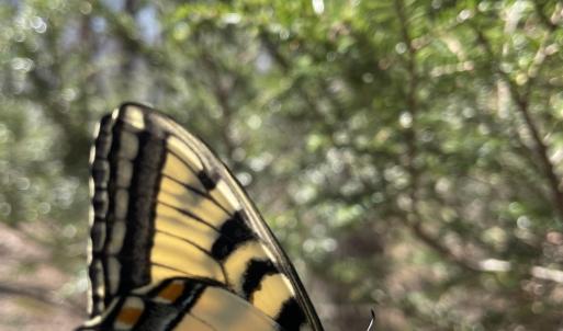 Photo #39 of 81.5 Acres HOPKINS GAP RD, FULKS RUN, VA 81.5 acres