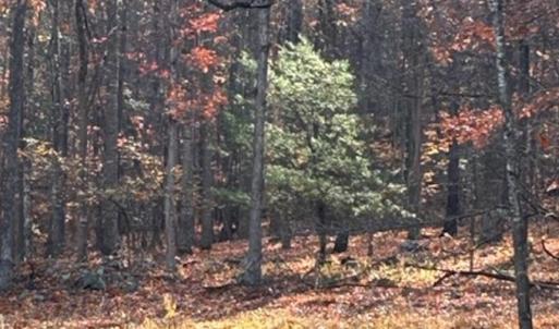 Photo #56 of 81.5 Acres HOPKINS GAP RD, FULKS RUN, VA 81.5 acres