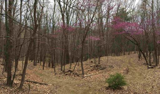 Photo #57 of 81.5 Acres HOPKINS GAP RD, FULKS RUN, VA 81.5 acres