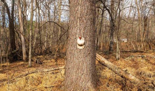 Photo #13 of 81.5 Acres HOPKINS GAP RD, FULKS RUN, VA 81.5 acres