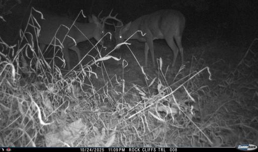 Photo #25 of 81.5 Acres HOPKINS GAP RD, FULKS RUN, VA 81.5 acres