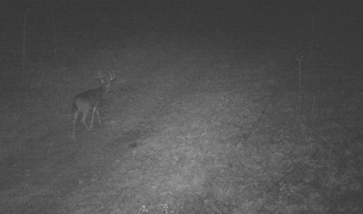 Photo #24 of 81.5 Acres HOPKINS GAP RD, FULKS RUN, VA 81.5 acres