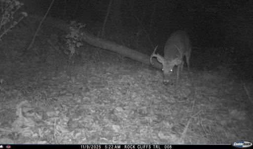 Photo #21 of 81.5 Acres HOPKINS GAP RD, FULKS RUN, VA 81.5 acres