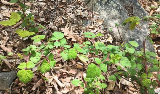 Photo #22 of ROCKFISH HEIGHTS LN, NELLYSFORD, VA 4.7 acres