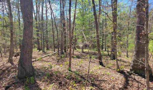 Photo #8 of 13.3 AC GLADE RD, SCHUYLER, VA 13.3 acres