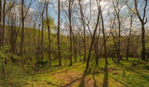 Photo #23 of 15799 STROOPTOWN RD, TIMBERVILLE, VA 8.2 acres