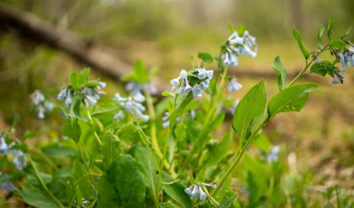 Photo #31 of 15799 STROOPTOWN RD, TIMBERVILLE, VA 8.2 acres