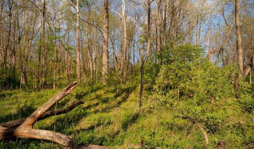 Photo #27 of 15799 STROOPTOWN RD, TIMBERVILLE, VA 8.2 acres