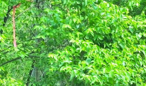 Right of way is 25' wide between orange tape on lh side and end of guardrail on rh side when on Reeds Gap Rd.