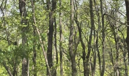 Photo #10 of REEDS GAP RD, LYNDHURST, VA 4.5 acres