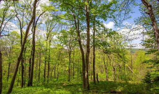 Photo #7 of CHURCH MOUNTAIN LN, FULKS RUN, VA 16.0 acres