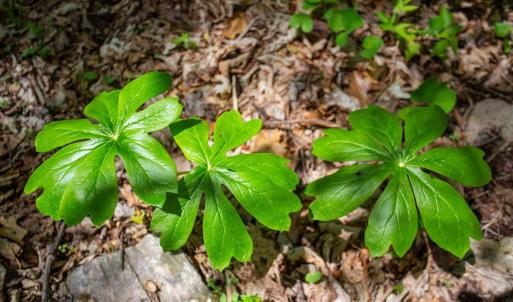Photo #11 of CHURCH MOUNTAIN LN, FULKS RUN, VA 16.0 acres